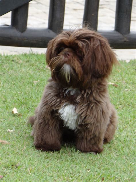 Chocolate shih tzu - Shih Tzus have dark eyes except in chocolate- or blue-colored dogs. Their ears are large, low-set, and floppy with long, thick fur. You should notice the dog is moderately longer than tall with significant shortening of the legs. 